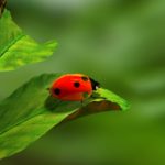 人間の感情を表現する言葉に「虫」が使われるのはなぜ???